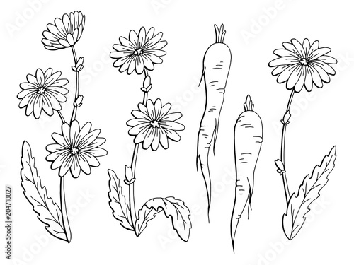 Chicory flower plant root graphic black white isolated sketch set illustration vector