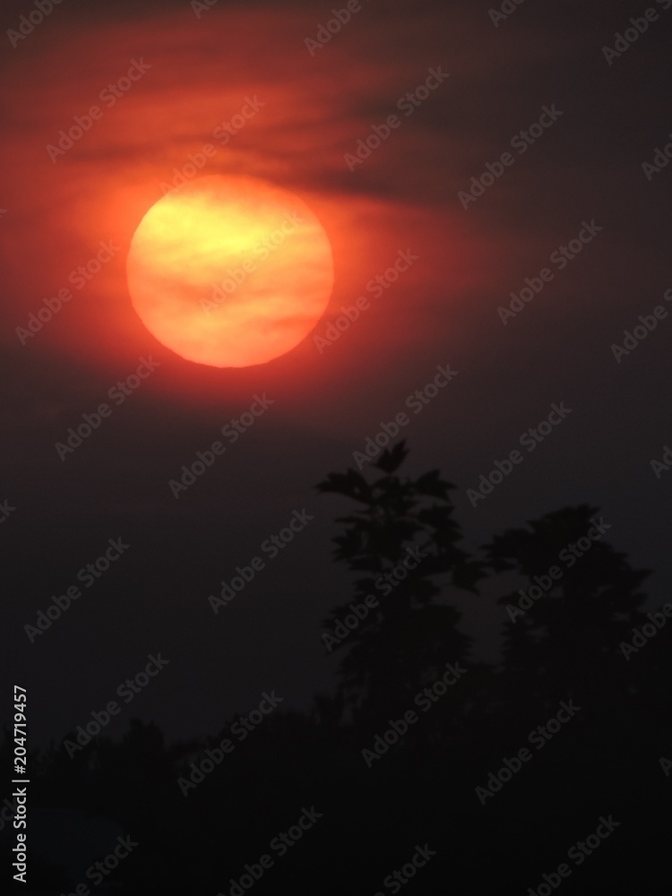 Red sun and black leaves
