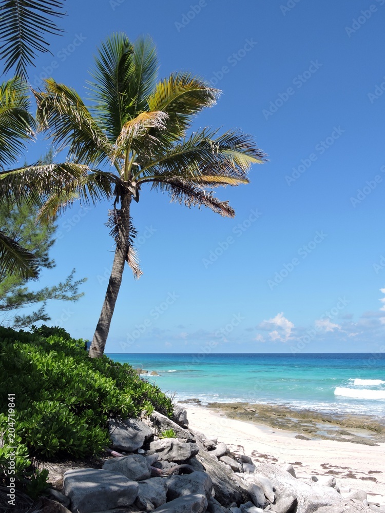 Palm on a paradisaical beach, Bahamas
