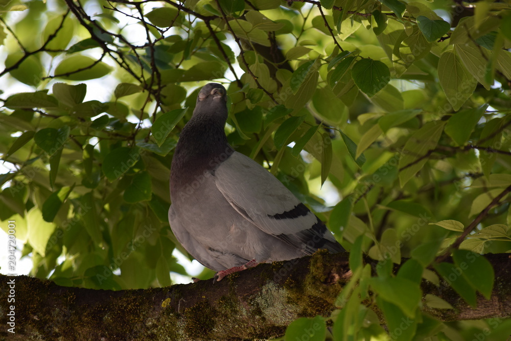 Fototapeta premium 公園の鳩