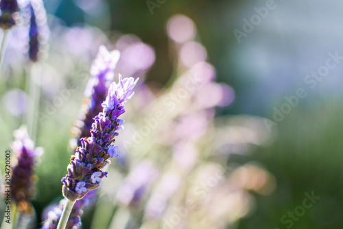 Beautiful Lavender Field with bokeh background.  Close up photo of bright pink violett flowers and plants.