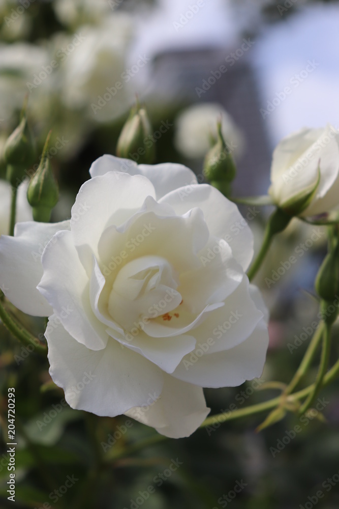 rose-13 rose-13