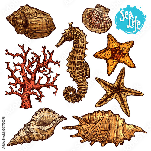 Hand Drawn Color Sea Set With Shells, Sea Horse, Starfish And Corals. Sea Life In Sketch Vintage Style