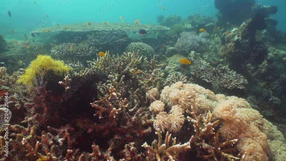 Fish and coral reef at diving. Wonderful and beautiful underwater world with corals and tropical fish. Hard and soft corals. Philippines, Mindoro. Diving and snorkeling in the tropical sea. Fish and coral reef at diving. Wonderful and beautiful underwater world with corals and tropical fish. Hard and soft corals. Philippines, Mindoro. Diving and snorkeling in the tropical sea.