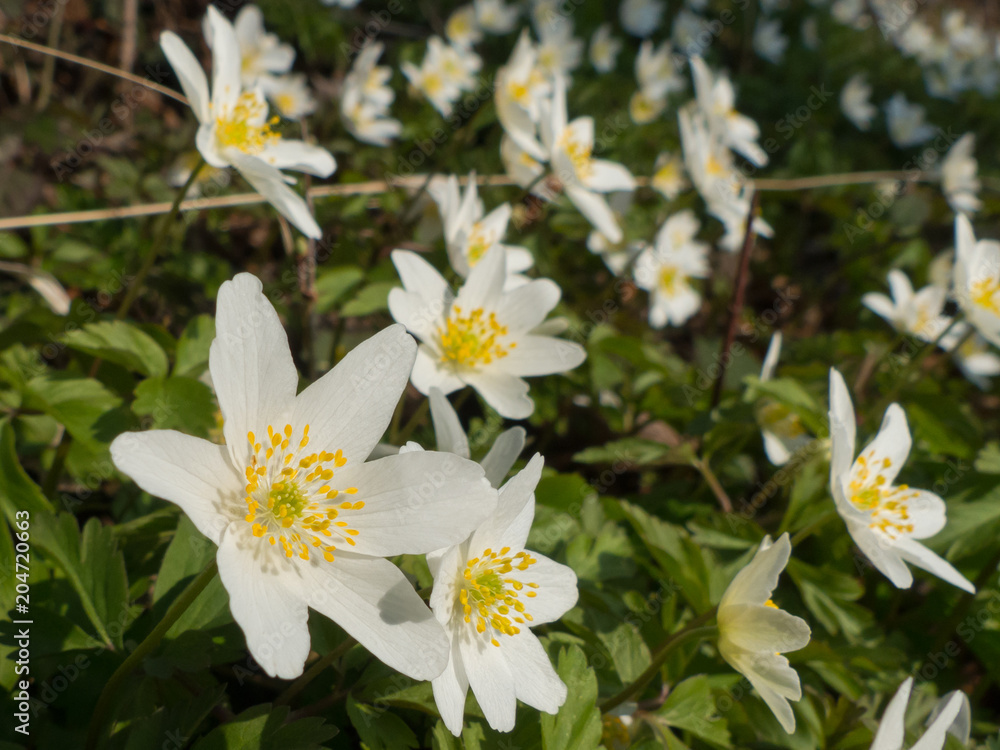 Anemone nemorosa Anemone nemorosa