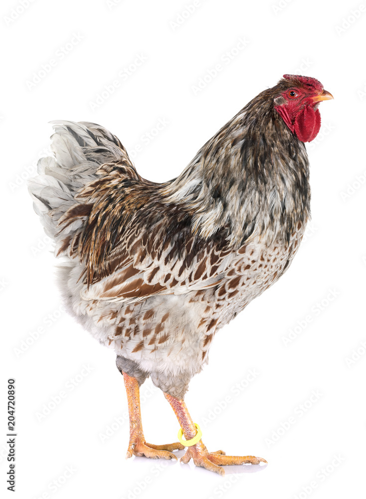Fototapeta premium blue-laced Wyandotte chicken in studio