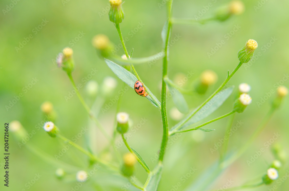 ladybug (Coccinella Transversalis Fabrsalis) on green leaves ladybug (Coccinella Transversalis Fabrsalis) on green leaves