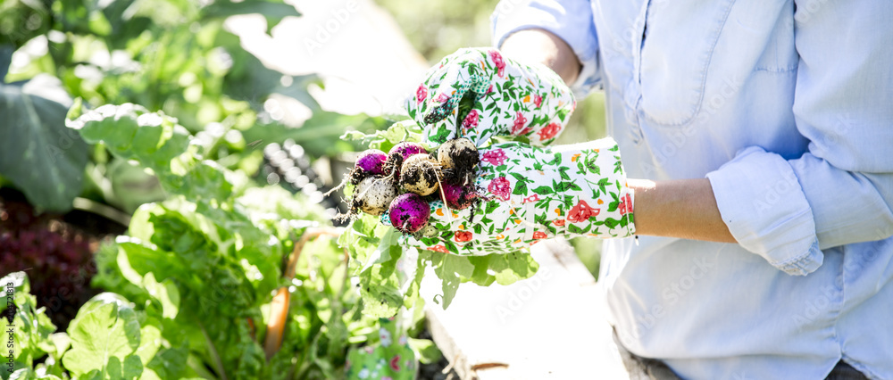Woman is harvesting radishes from the raised bed