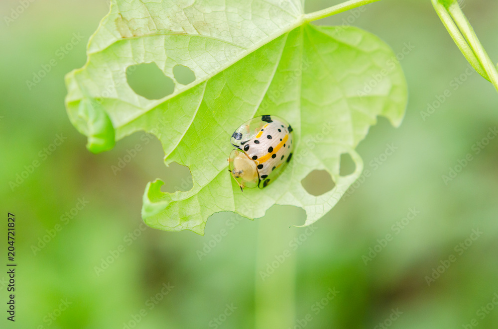 Golden tortoise beetle or Charidotella sexpunctata on green leaves Golden tortoise beetle or Charidotella sexpunctata on green leaves