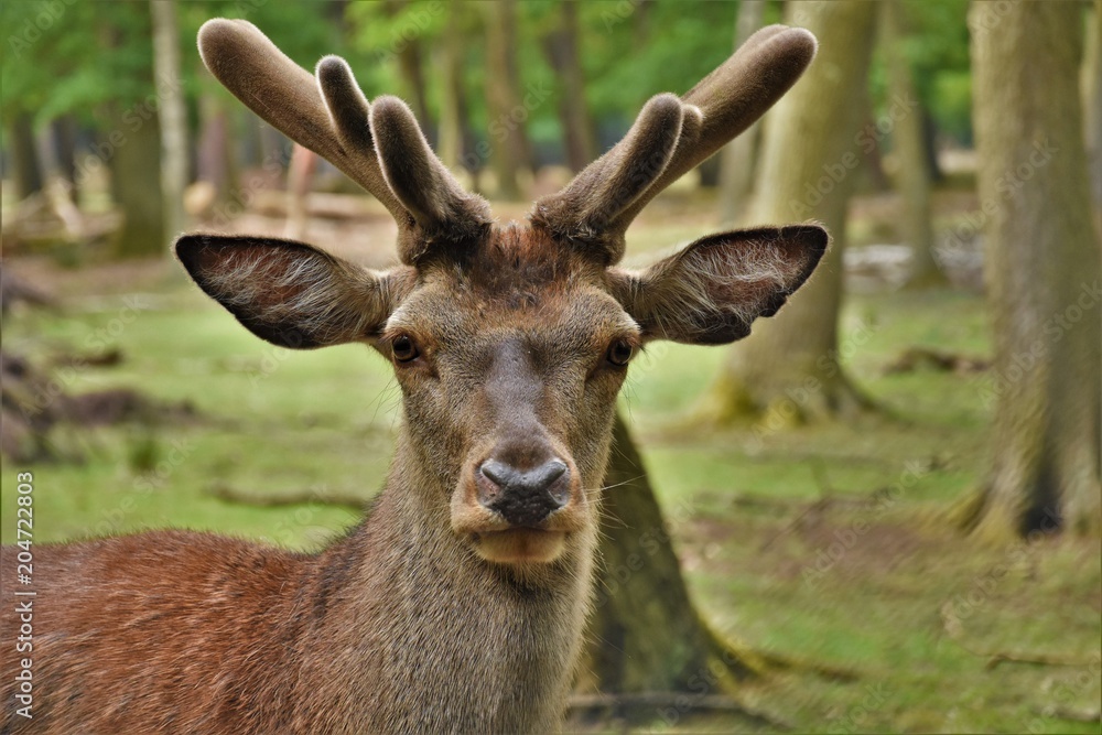deer young with horns in the forest