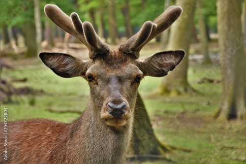 deer young with horns in the forest
