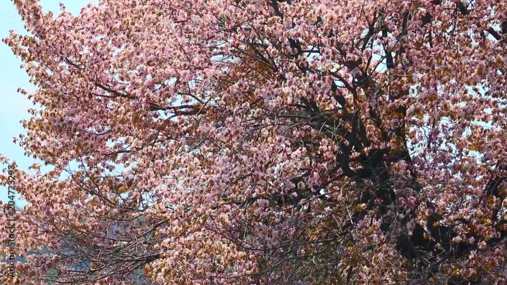 Cherry large tree of Taisetuyusui park Cherry large tree of Taisetuyusui park