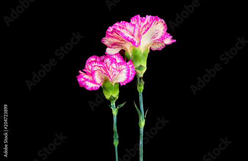 Carnations on black.beautiful pink carnation flower isolated on black background © naruethep