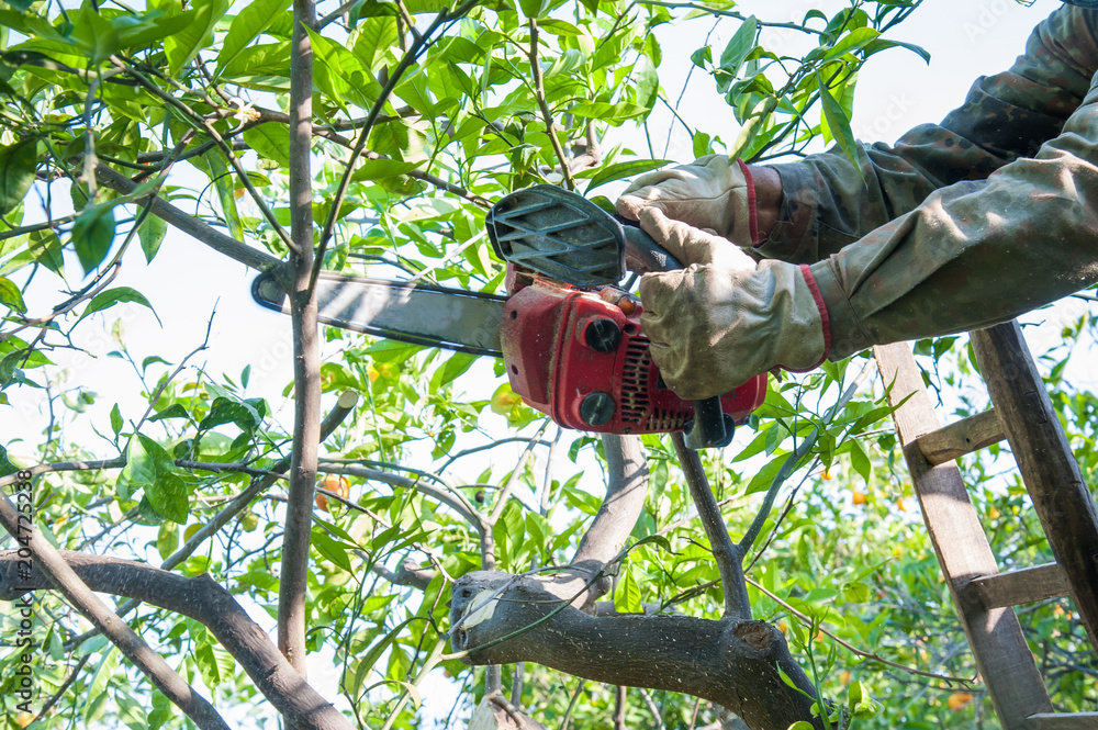 Orange tree pruning