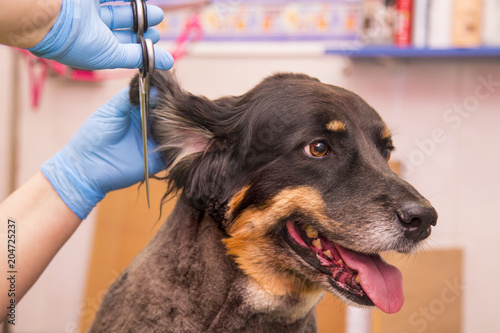 cutting the hair to the dog in the canine hairdresser photo