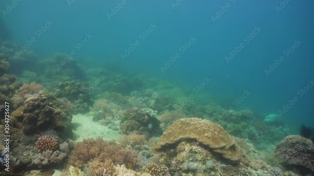 Fish and coral reef at diving. Wonderful and beautiful underwater world with corals and tropical fish. Hard and soft corals. Philippines, Mindoro. Diving and snorkeling in the tropical sea. Fish and coral reef at diving. Wonderful and beautiful underwater world with corals and tropical fish. Hard and soft corals. Philippines, Mindoro. Diving and snorkeling in the tropical sea.