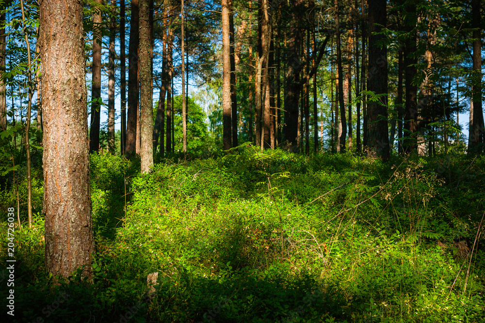 pine tree forest on a sunny day, Latvia, Baltics