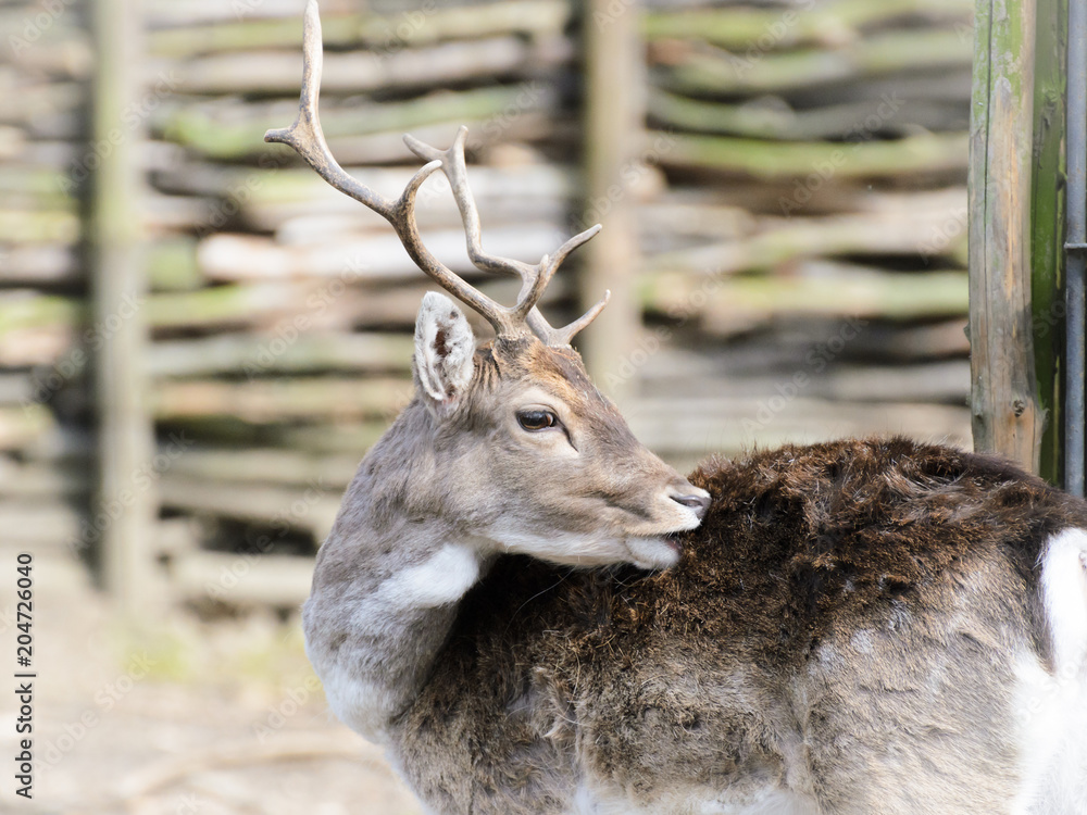 Fototapeta premium Milu (Elaphurus davidianus). Young deer with antlers, portrait photo with a blurred background. In the background a fence from a felled tree.