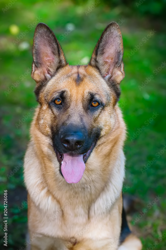 German shepherd sits with a folded tongue