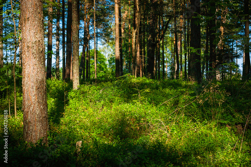 pine tree forest on a sunny day  Latvia  Baltics