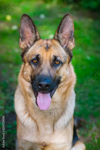 German shepherd sits with a folded tongue © inese.online
