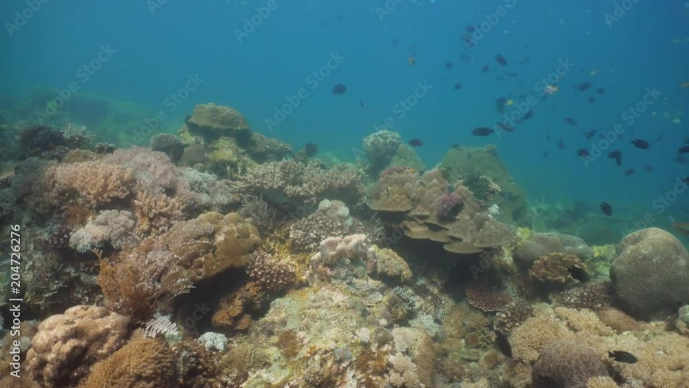 Fish and coral reef at diving. Wonderful and beautiful underwater world with corals and tropical fish. Hard and soft corals. Philippines, Mindoro. Diving and snorkeling in the tropical sea. Fish and coral reef at diving. Wonderful and beautiful underwater world with corals and tropical fish. Hard and soft corals. Philippines, Mindoro. Diving and snorkeling in the tropical sea.