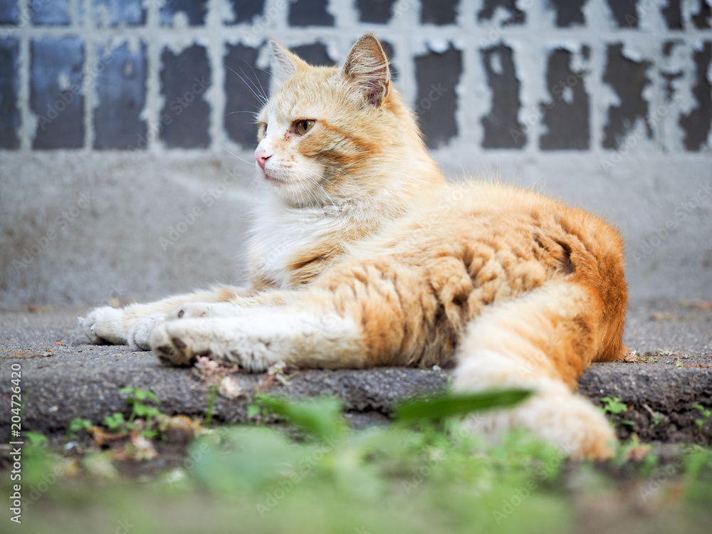 Dirty homeless redhead cat house wall. The problem of stray animals Dirty homeless redhead cat house wall. The problem of stray animals