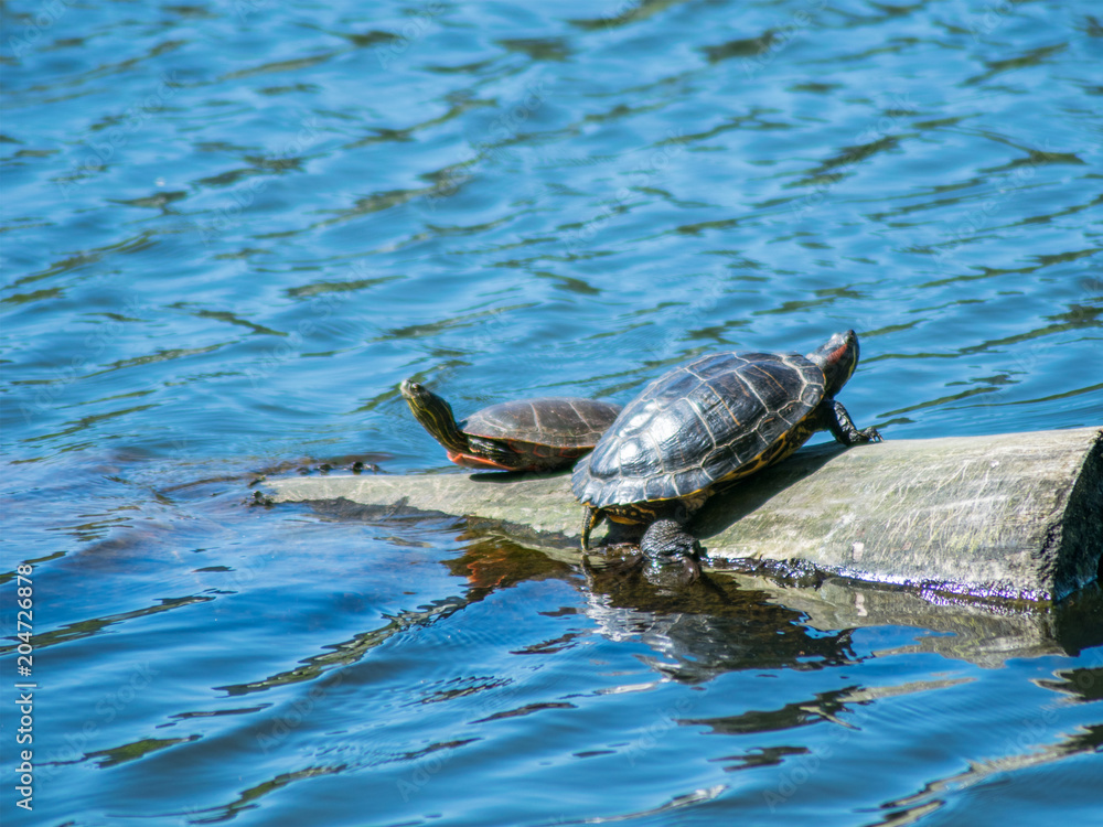 Obraz premium turtles