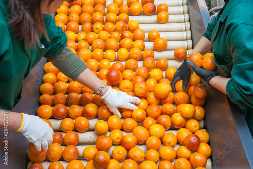 The manual selection of fruits: workers ckecking oranges to reject the seconde-rate ones