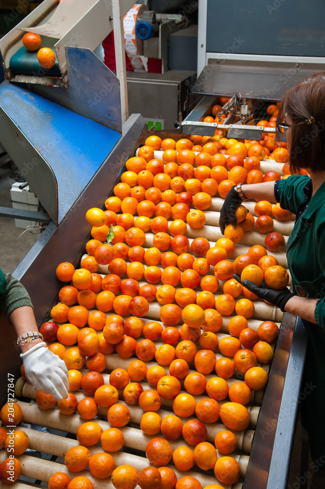 The manual selection of fruits: workers ckecking oranges to reject the seconde-rate ones