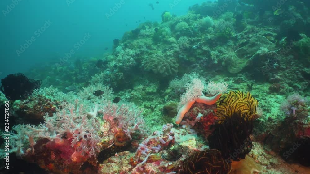 Tropical fish on coral reef at diving. Wonderful and beautiful underwater world with corals and tropical fish. Hard and soft corals. Philippines, Mindoro. Tropical fish on coral reef at diving. Wonderful and beautiful underwater world with corals and tropical fish. Hard and soft corals. Philippines, Mindoro.