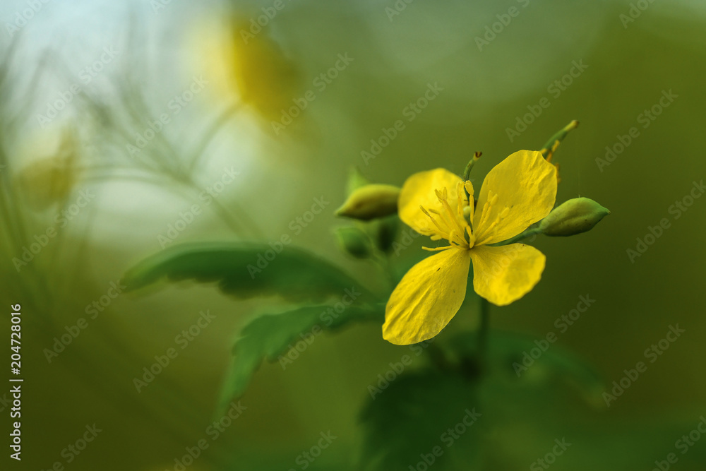 Schöllkraut (Chelidonium majus) Schöllkraut (Chelidonium majus)