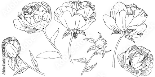 Wallpaper Mural Wildflower peony flower in a vector style isolated. Full name of the plant: peony. Vector wildflower for background, texture, wrapper pattern, frame or border. Torontodigital.ca