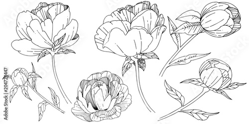 Wildflower peony flower in a vector style isolated. Full name of the plant: peony. Vector wildflower for background, texture, wrapper pattern, frame or border.