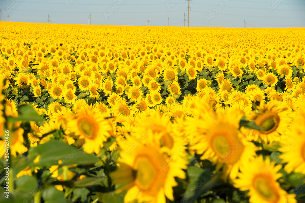 Obraz premium Sunflower fields in the clear sky.