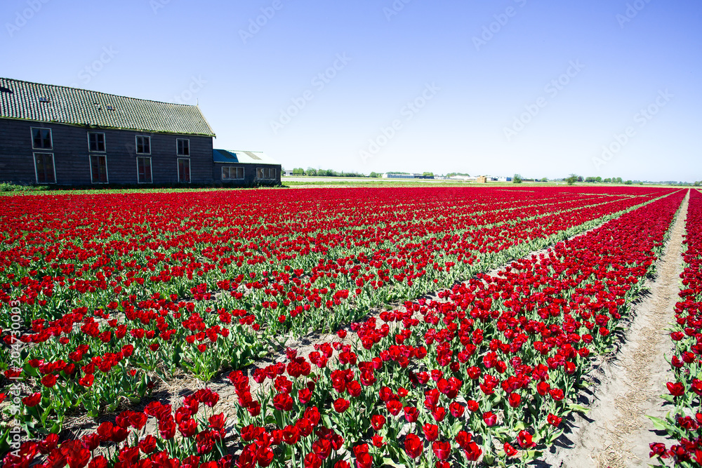 Red tulips in field in Holland