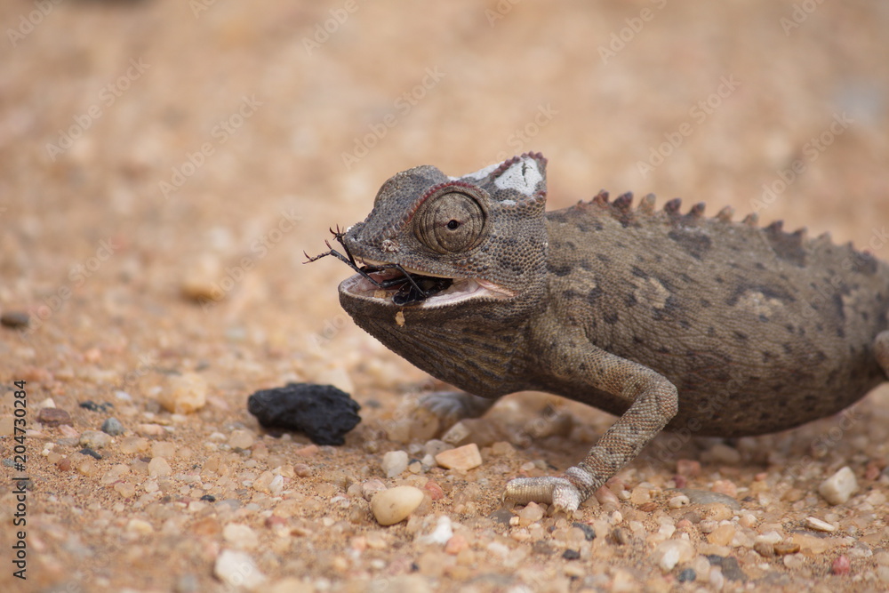 Chameleon Chameleon