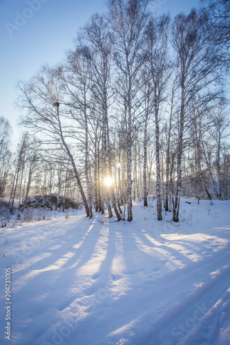 Winter in Siberia. birch grove in the snow at sunset