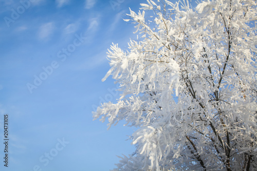 birch branches in the frost and snow in the sun with blue sky background