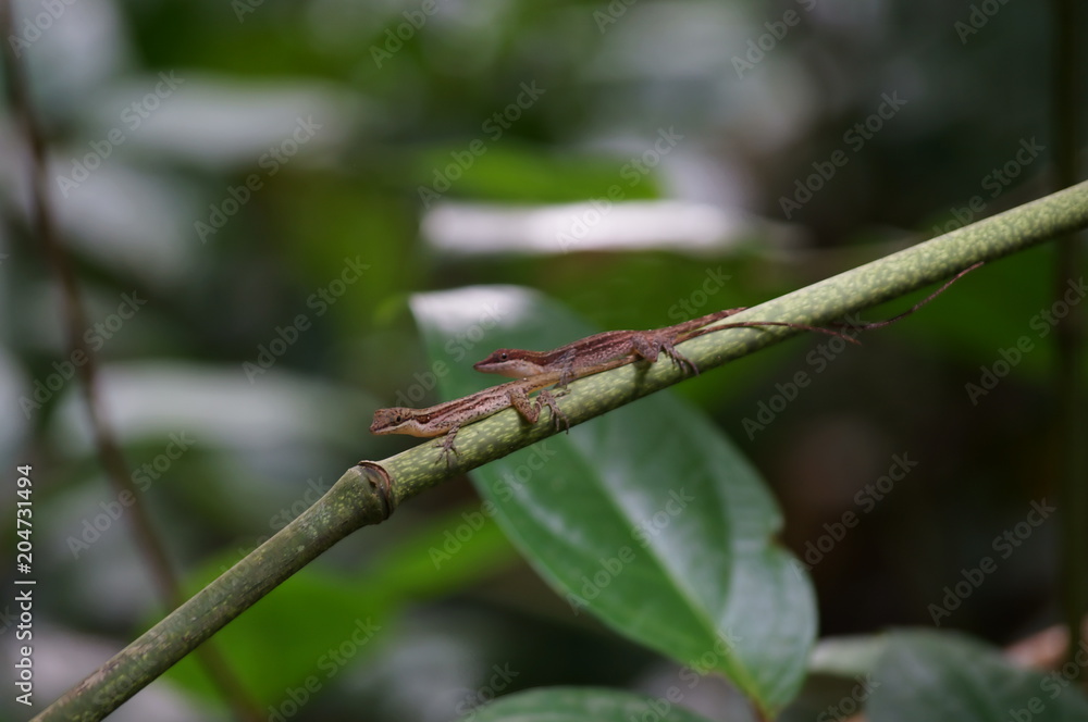 costa rica romantic couple lizards