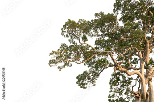branched tree isolated on white background.