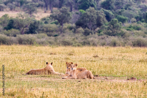 Group of young lions on the grass. Kenya  Africa