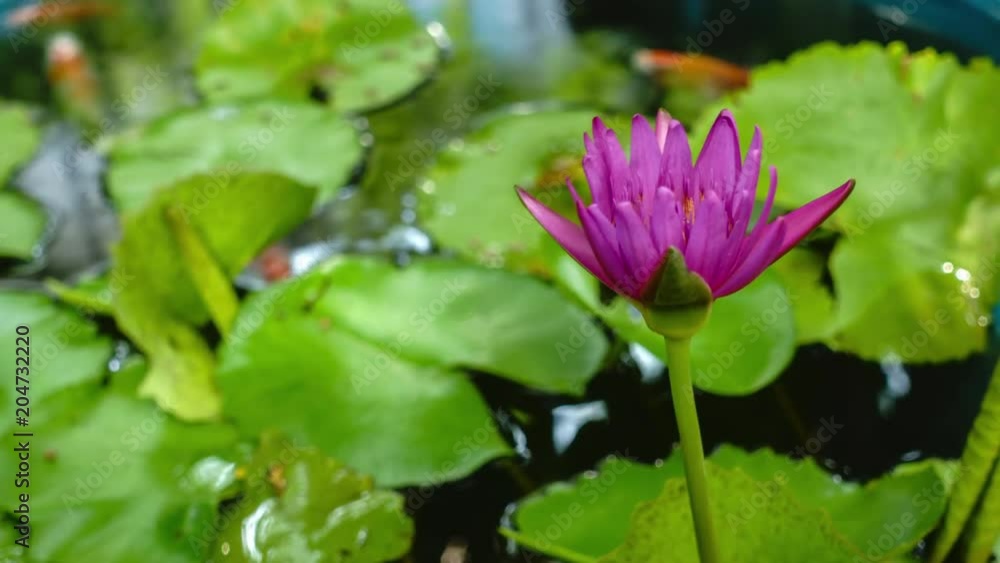 Lotus blossom Lotus blossom