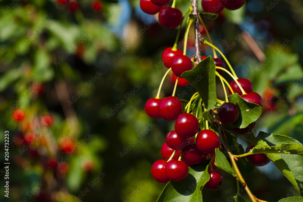 Obraz premium Cherry