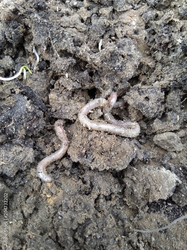 earthworm close-ups wriggle in the earth after rain