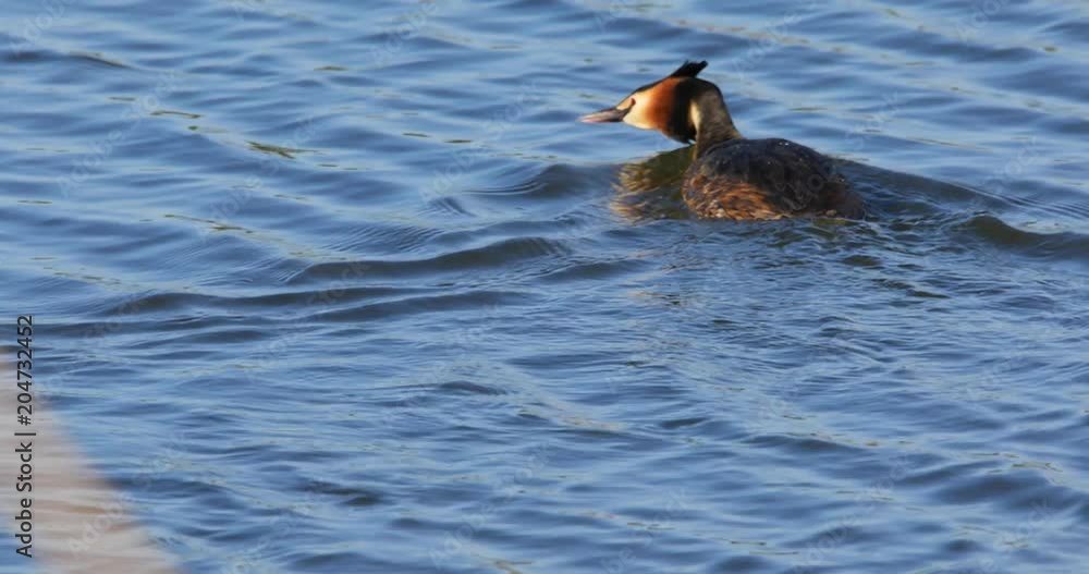 Single Great Crested Grebe bird swimming on water surface on Biebrza river wetlands during a spring nesting period Single Great Crested Grebe bird swimming on water surface on Biebrza river wetlands during a spring nesting period