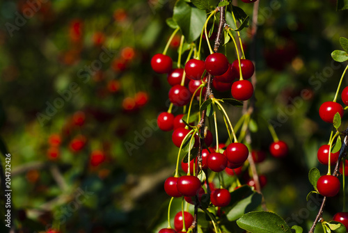 Cherry