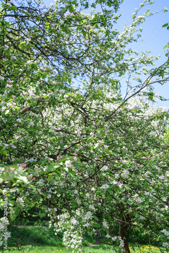 Close up view of blossoming apple tree at the springtime. Natural beauty concept.
