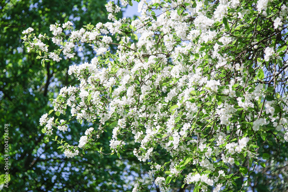 Close up view of blossoming apple tree at the springtime. Natural beauty concept. Close up view of blossoming apple tree at the springtime. Natural beauty concept.