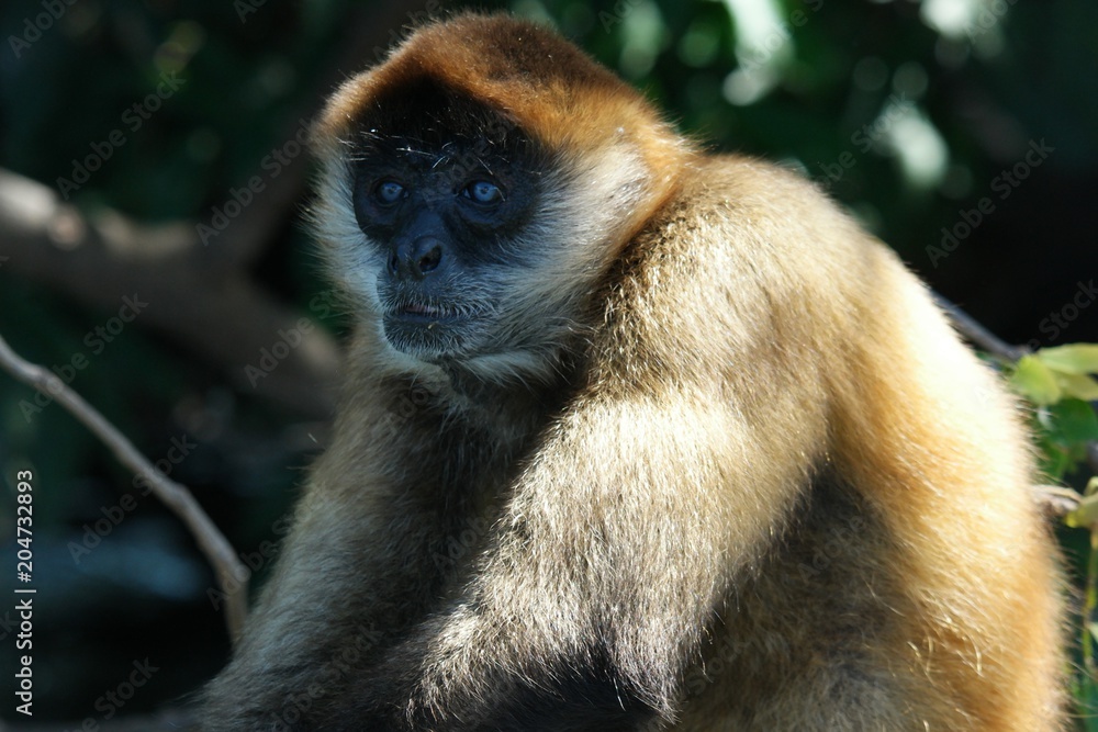 Naklejka premium portrait de singe, Las Isletas, Nicaragua